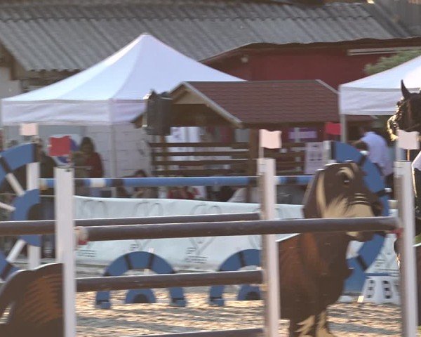Reitturnier Giubiasco 2024