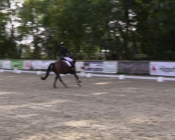 Reitturnier Ruhlsdorf 2024
