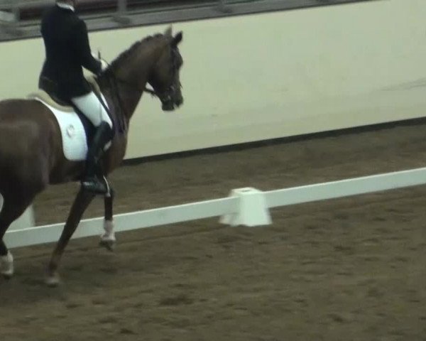 Reitturnier Münster-Handorf 2013