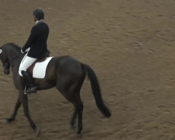 Reitturnier Münster-Handorf 2013