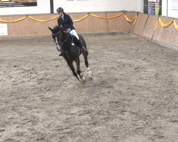 Reitturnier Salzkotten 2024