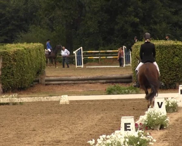 Reitturnier Münster-Handorf 2013