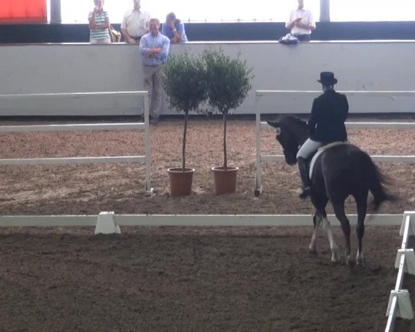 Reitturnier Münster-Handorf 2013