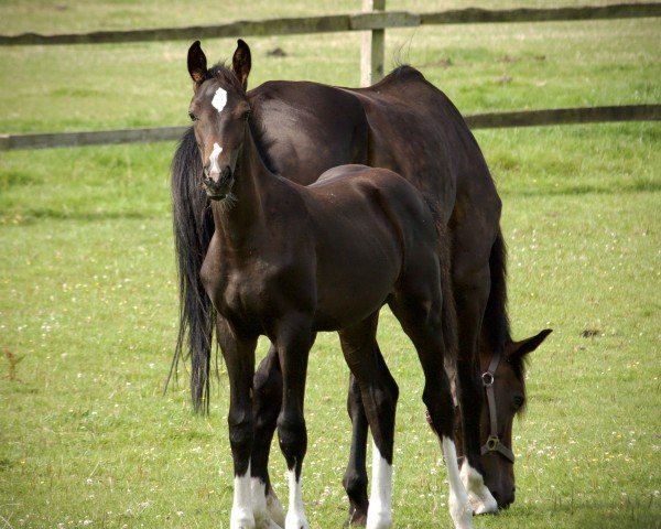 horse Marty (Hanoverian, 2024, from Madness 15)