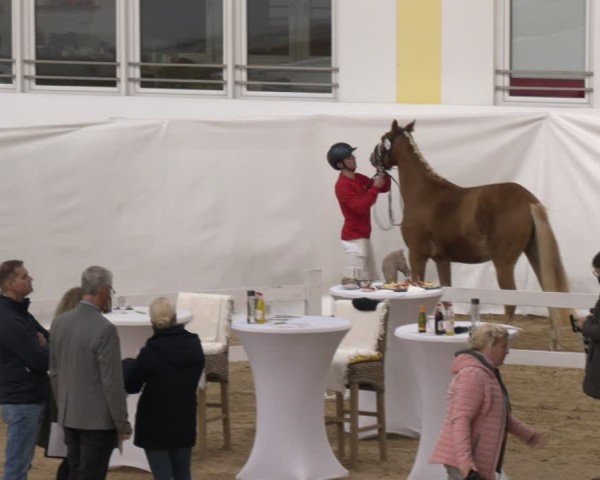 1. Österreichisches Freilaufchampionat am 11.10.2024
