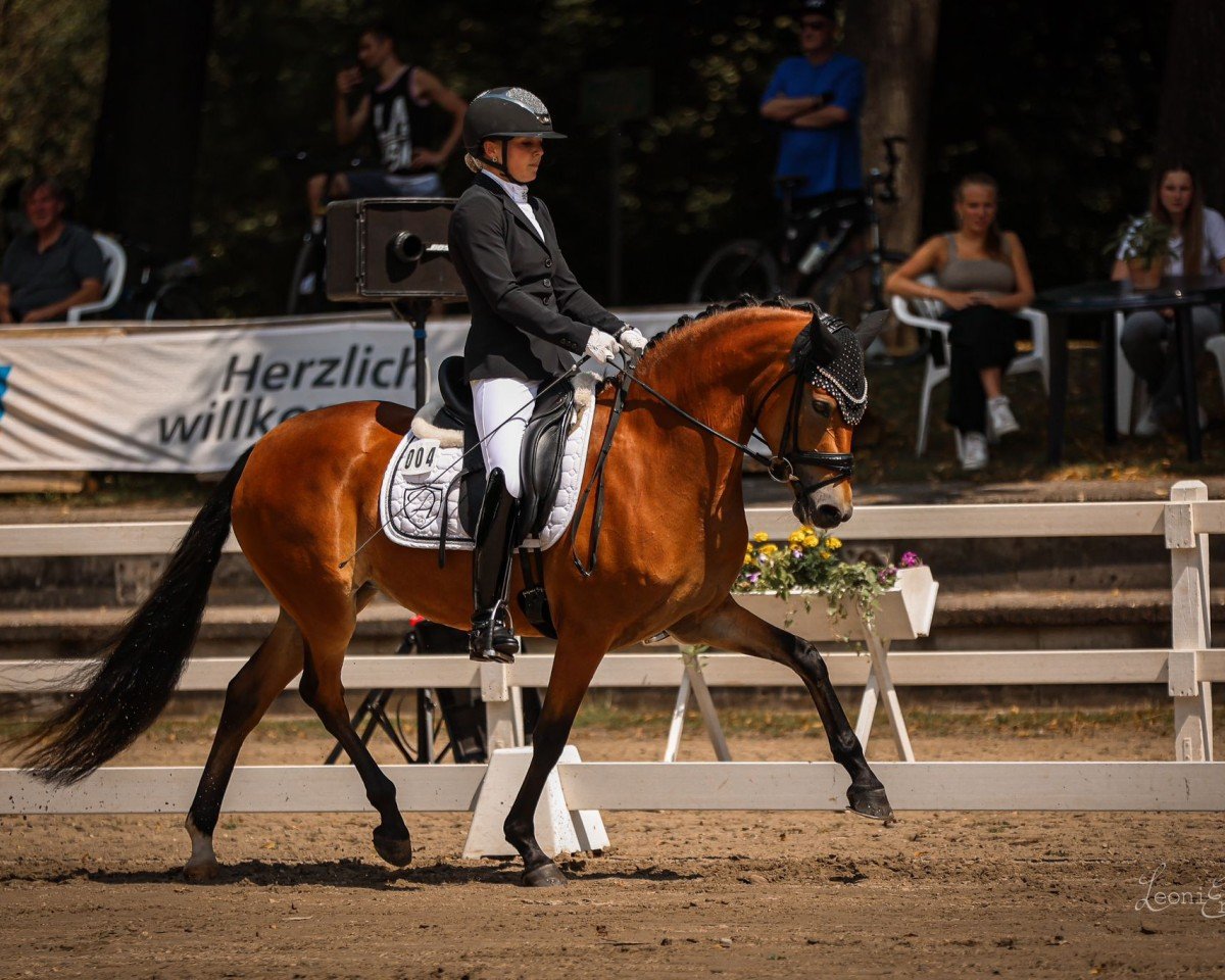 dressage horse Assenmachers Damenglück (German Riding Pony, 2021, from Damenheld)