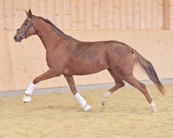 Zuchtstute Waikiki Bond Girl Anw (Österreichisches Warmblut, 2021, von Bonds)