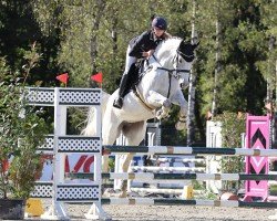 jumper Clara 169 (Hanoverian, 2014, from Commissario)