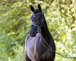 dressage horse Très Royal (KWPN (Royal Dutch Sporthorse), 2021, from Totilas)