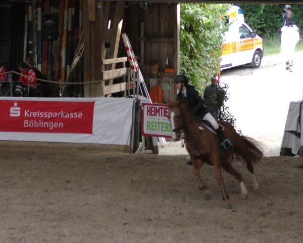 Reitturnier Böblingen 2024