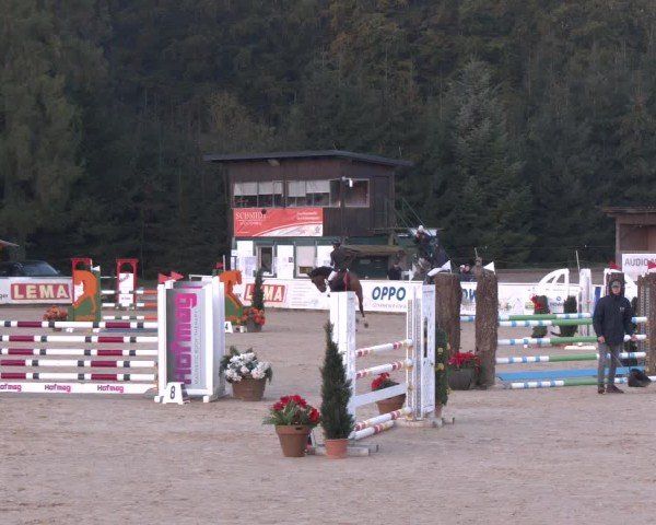 Reitturnier Ranshofen - Braunau am Inn 2024