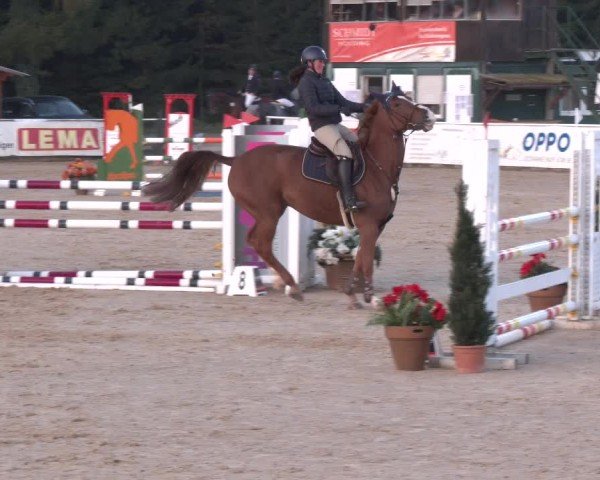 Reitturnier Ranshofen - Braunau am Inn 2024
