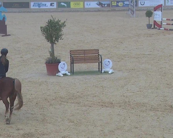 Reitturnier Tiefenhof/Opf. 2024
