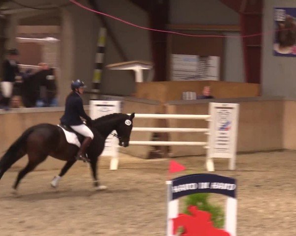 Reitturnier Behrendorf 2024