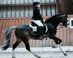 dressage horse Sjors (Welsh-Pony (Section B), 2005)