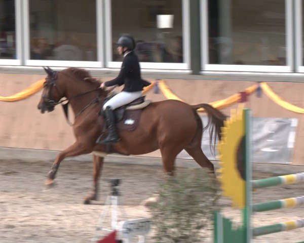 Reitturnier Salzkotten 2024