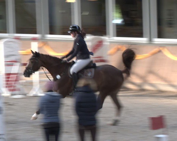 Reitturnier Salzkotten 2024