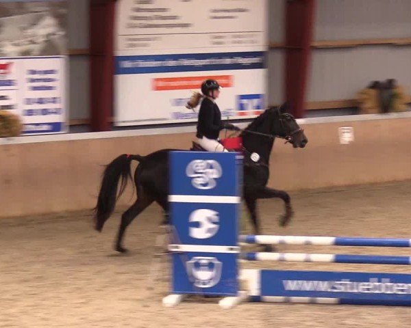Reitturnier Behrendorf 2024