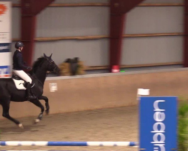 Reitturnier Behrendorf 2024