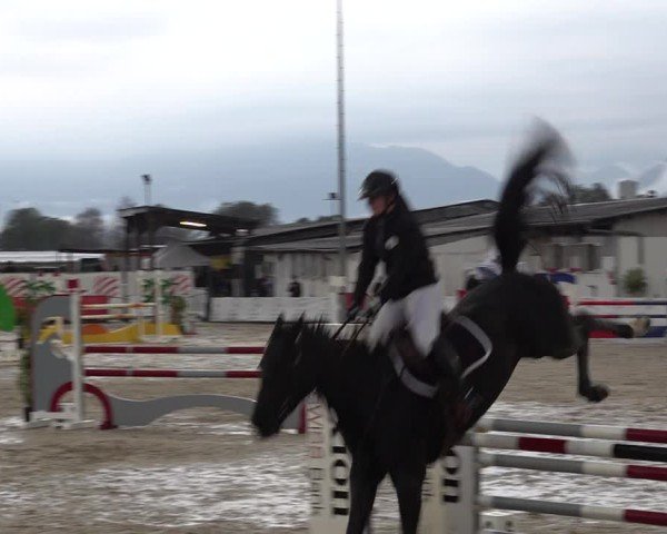 Reitturnier Giubiasco 2024
