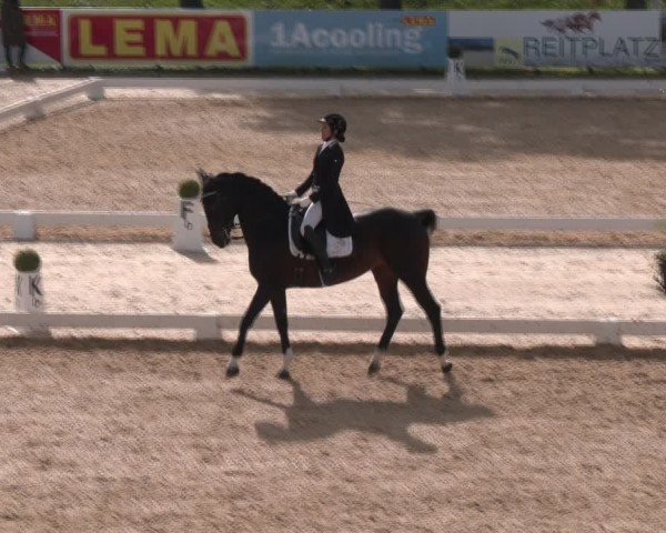 Reitturnier Stadl-Paura 2024