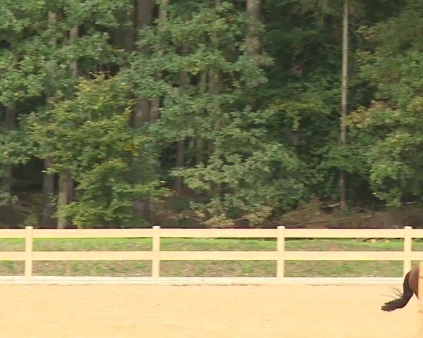 Reitturnier Tiefenhof/Opf. 2024