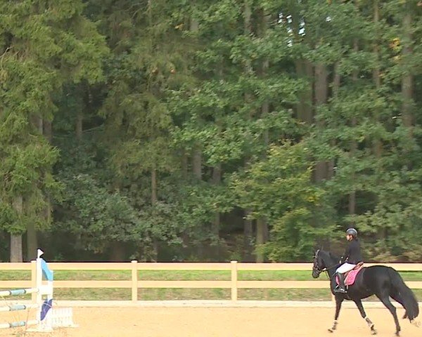 Reitturnier Tiefenhof/Opf. 2024