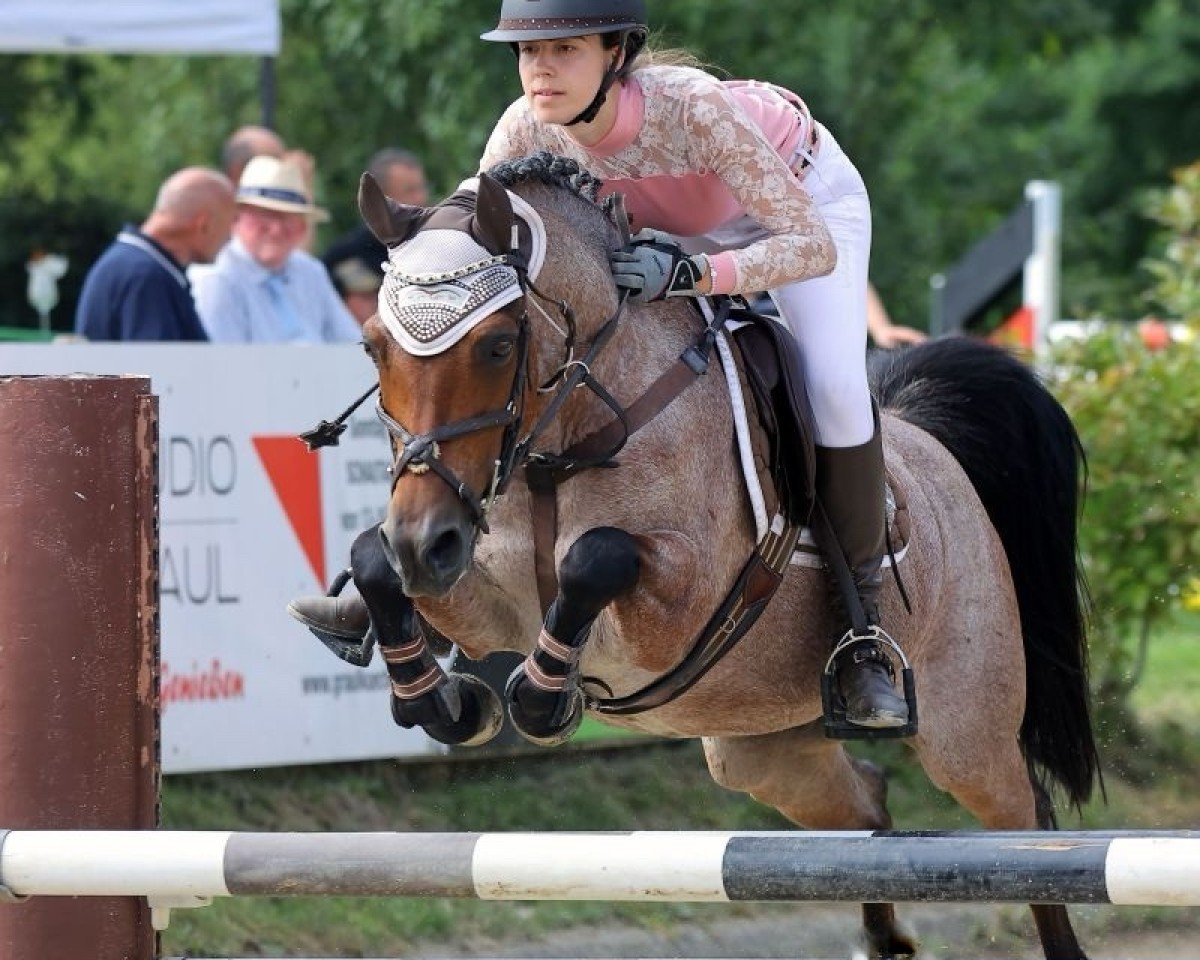 Springpferd Daikiri 8 (Pony ohne Rassebezeichnung, 2004)