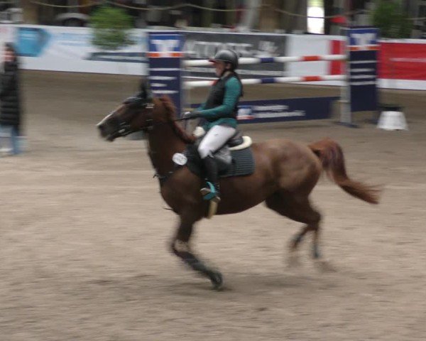 Reitturnier Böblingen 2024