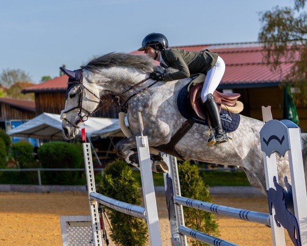 jumper LILO WB (Holsteiner, 2018, from Catch)