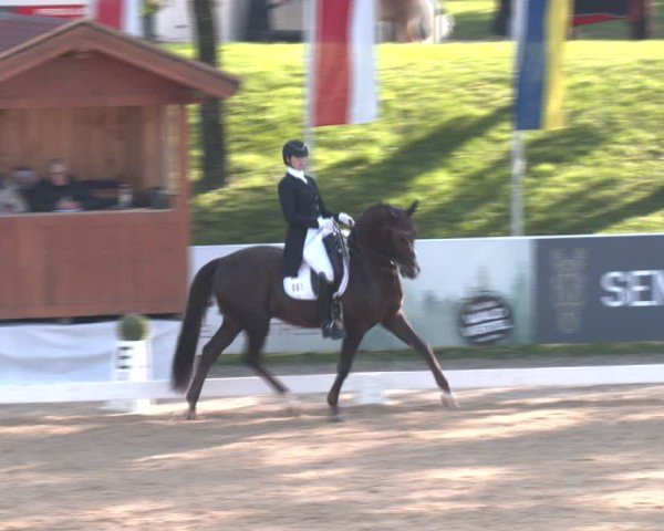 Reitturnier Stadl-Paura 2024