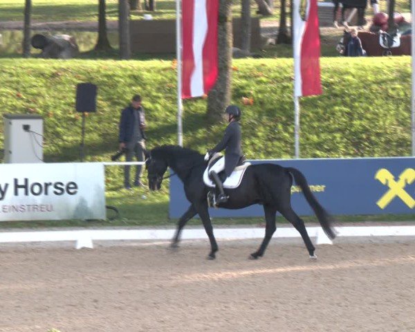 Reitturnier Stadl-Paura 2024