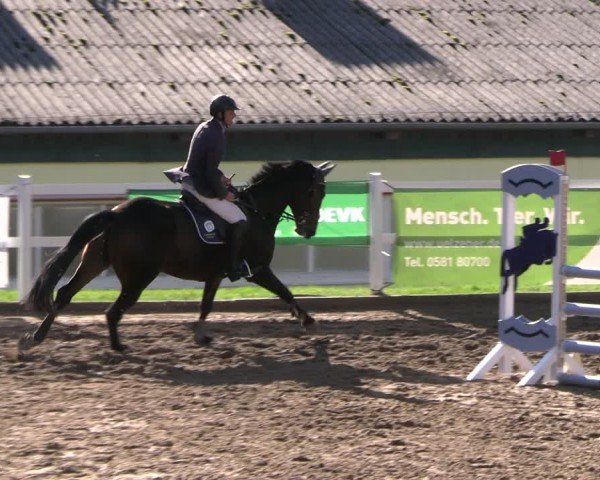Reitturnier Teupitz 2024