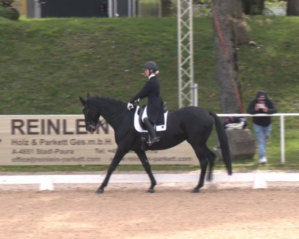 Reitturnier Stadl-Paura 2024