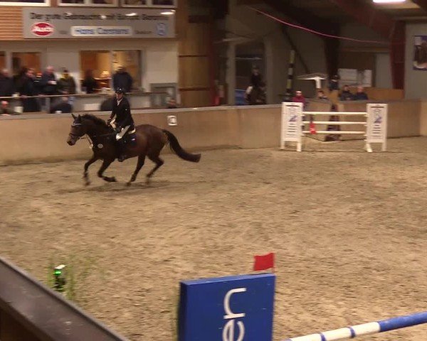 Reitturnier Behrendorf 2024