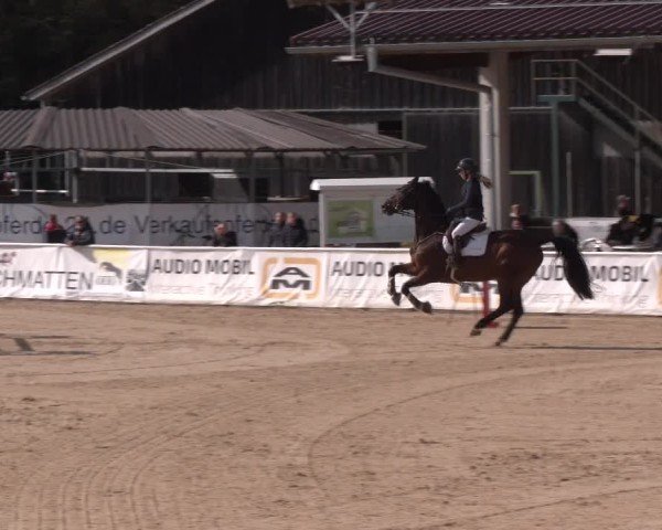 Reitturnier Ranshofen - Braunau am Inn 2024