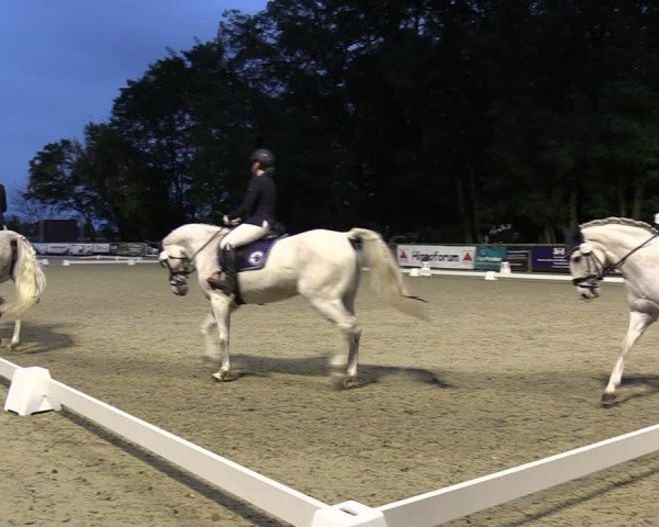 Reitturnier Ruhlsdorf 2024