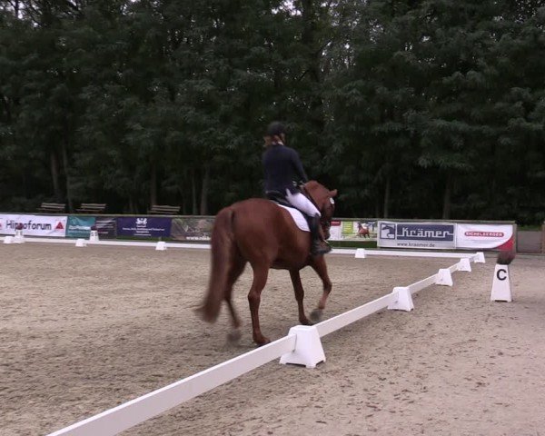 Reitturnier Ruhlsdorf 2024