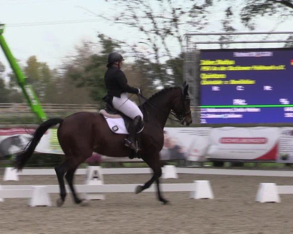 Reitturnier Ruhlsdorf 2024