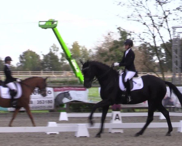 Reitturnier Ruhlsdorf 2024