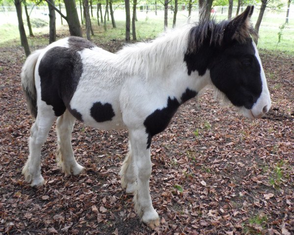 horse Mearas Siriondil (Tinker / Irish Cob / Gypsy Vanner, 2016)