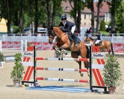 jumper Cecile Beauty (Hungarian Warmblood, 2017, from Harrisburgh VDL)