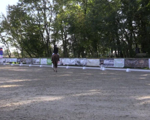 Reitturnier Ruhlsdorf 2024