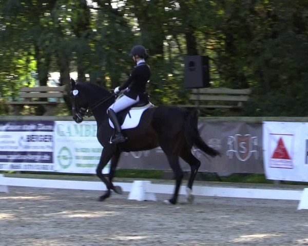 Reitturnier Ruhlsdorf 2024