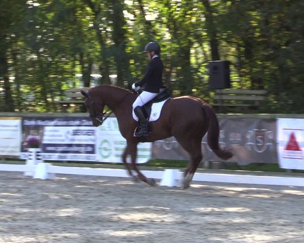 Reitturnier Ruhlsdorf 2024