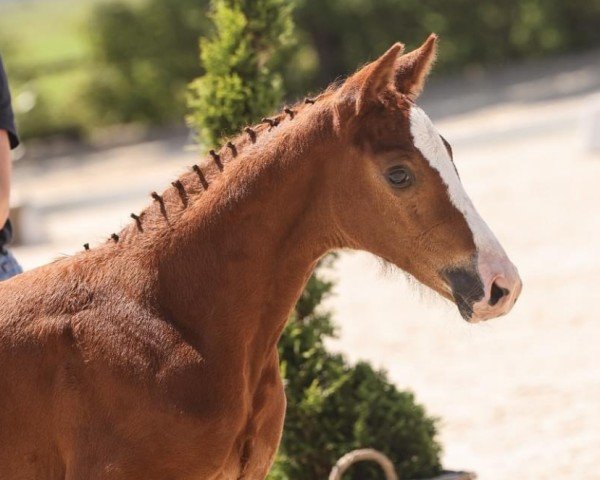 horse Charleanne (Oldenburg show jumper, 2024, from Chatendro)