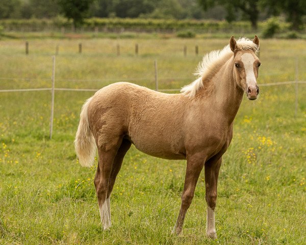 horse Chiara (German Riding Pony, 2021, from Fs Numero Uno)