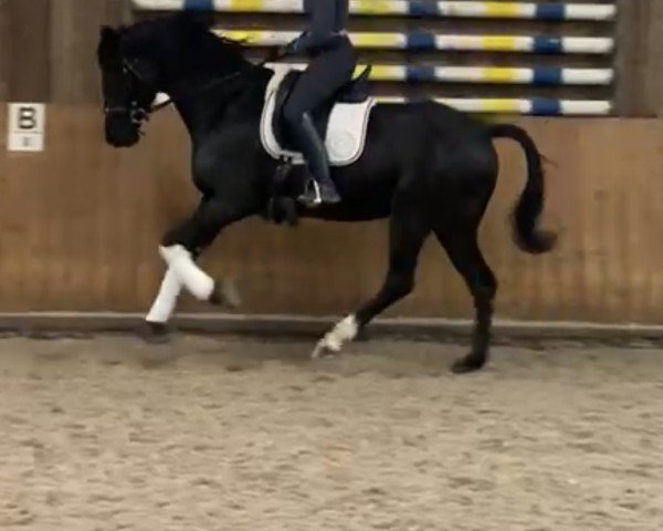 horse Medyra (KWPN (Royal Dutch Sporthorse), 2017, from Glamourdale)