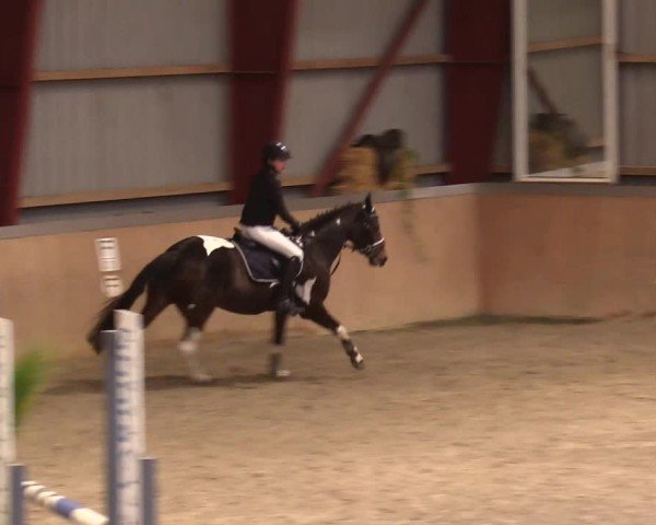 Reitturnier Behrendorf 2024