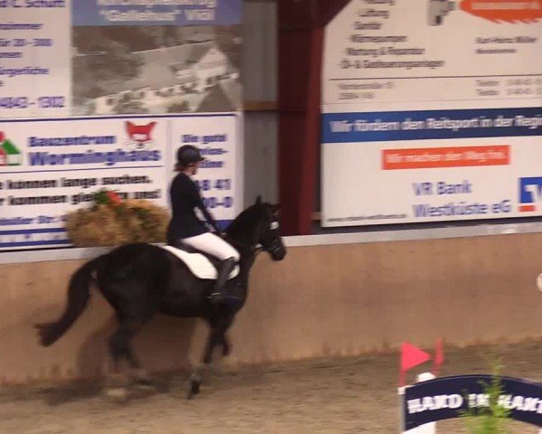 Reitturnier Behrendorf 2024